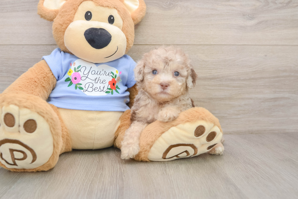 Poodle Puppy for Adoption