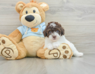 8 week old Poodle Puppy For Sale - Pilesgrove Pups