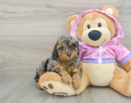 7 week old Poodle Puppy For Sale - Pilesgrove Pups