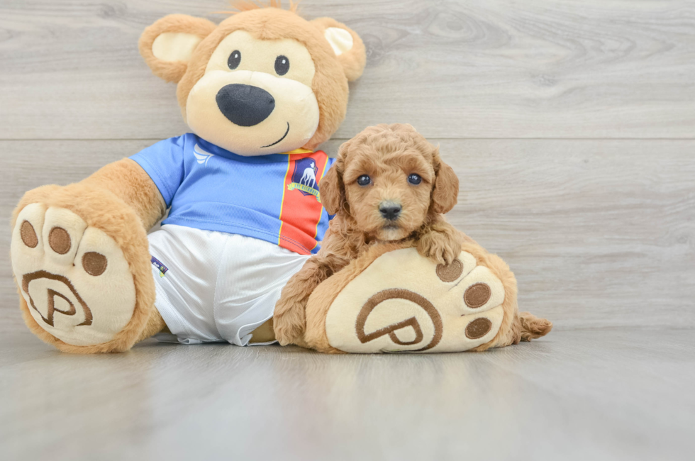 5 week old Poodle Puppy For Sale - Pilesgrove Pups