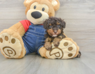 8 week old Poodle Puppy For Sale - Pilesgrove Pups