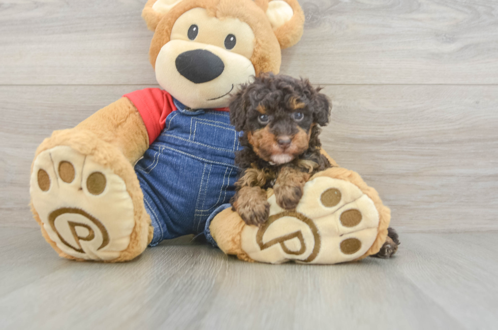 6 week old Poodle Puppy For Sale - Pilesgrove Pups