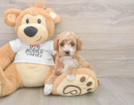 7 week old Poodle Puppy For Sale - Pilesgrove Pups