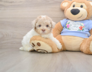 8 week old Poodle Puppy For Sale - Pilesgrove Pups