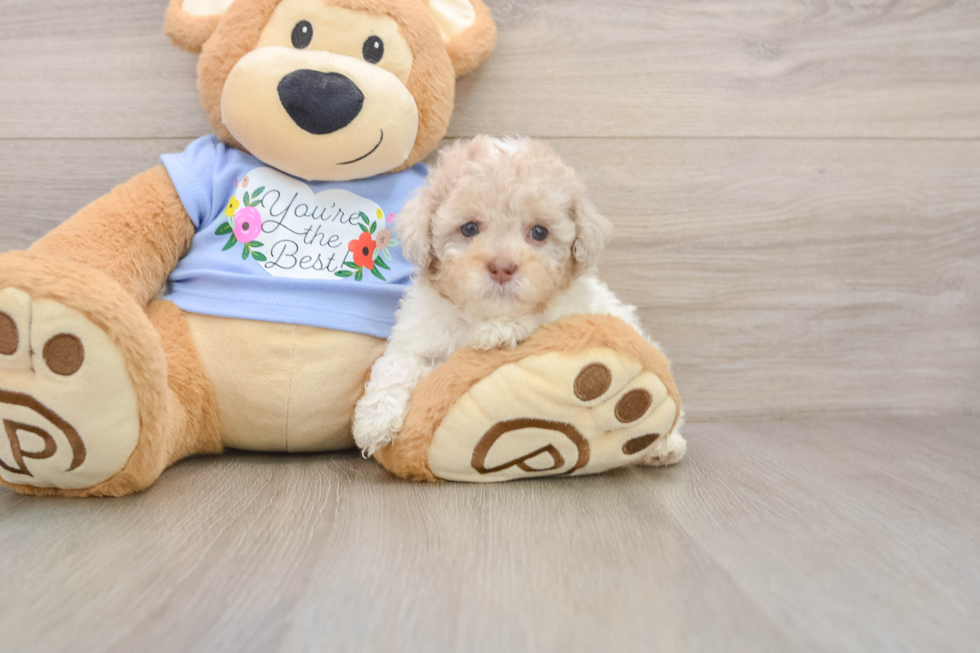 Poodle Pup Being Cute