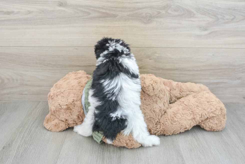 Poodle Puppy for Adoption