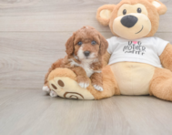 7 week old Poodle Puppy For Sale - Pilesgrove Pups