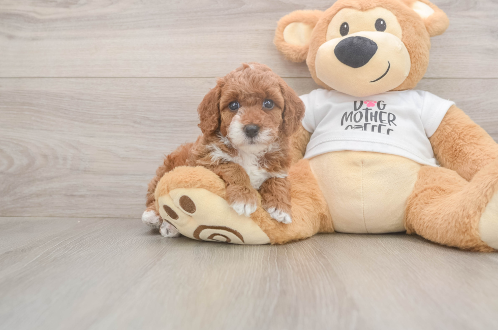 5 week old Poodle Puppy For Sale - Pilesgrove Pups