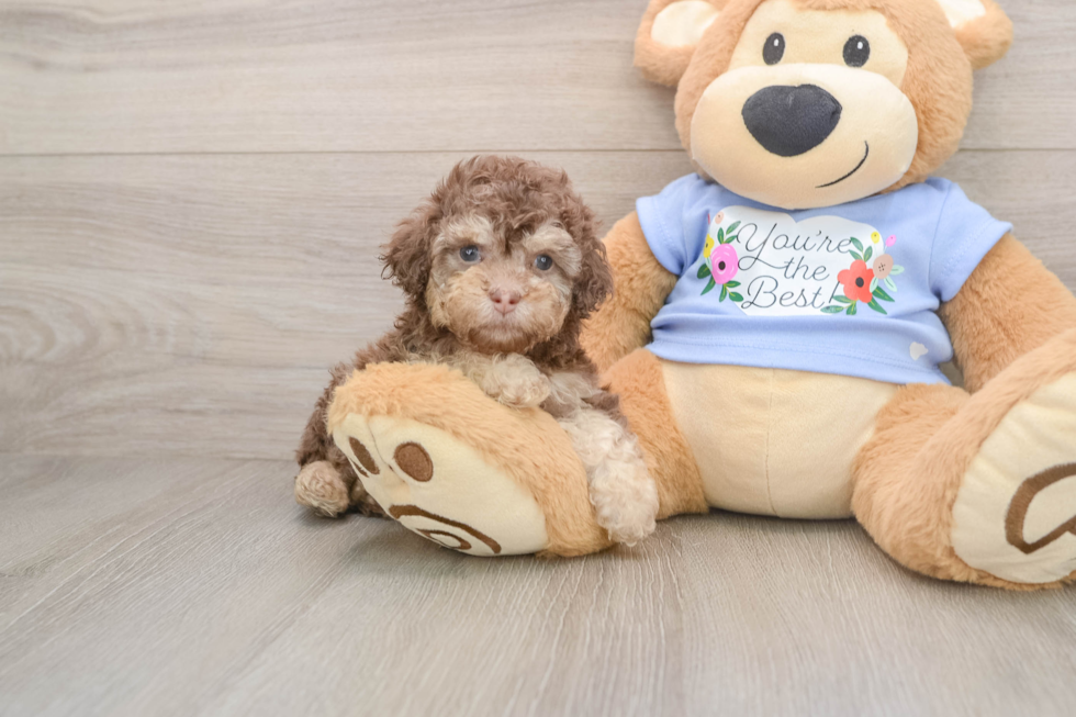 Poodle Puppy for Adoption
