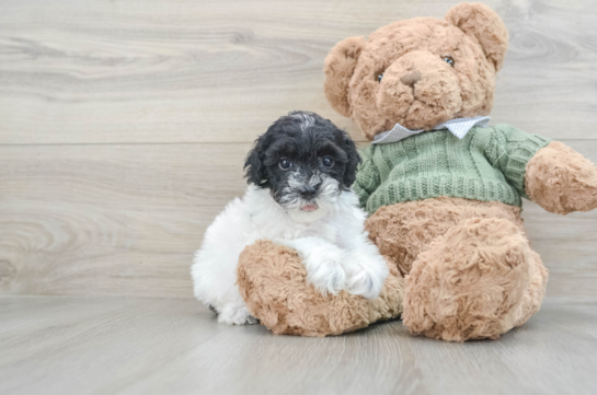 Playful Poodle Purebred Pup