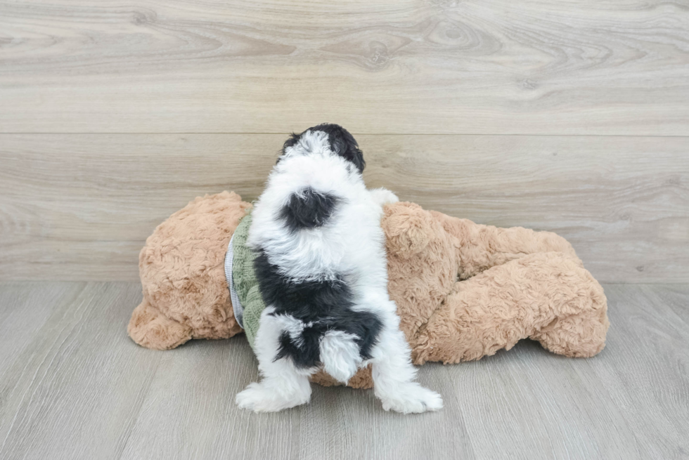 Cute Pudel Purebred Puppy