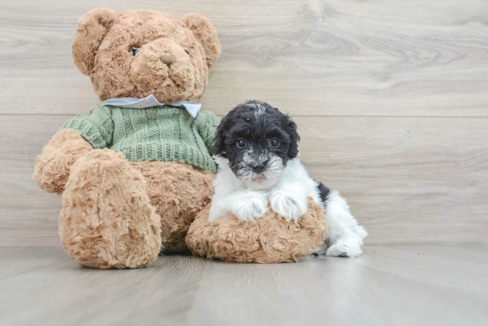 Poodle Pup Being Cute