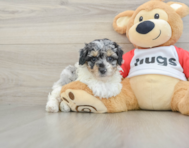 7 week old Poodle Puppy For Sale - Pilesgrove Pups