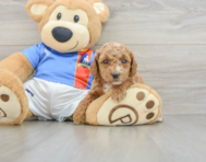 7 week old Poodle Puppy For Sale - Pilesgrove Pups