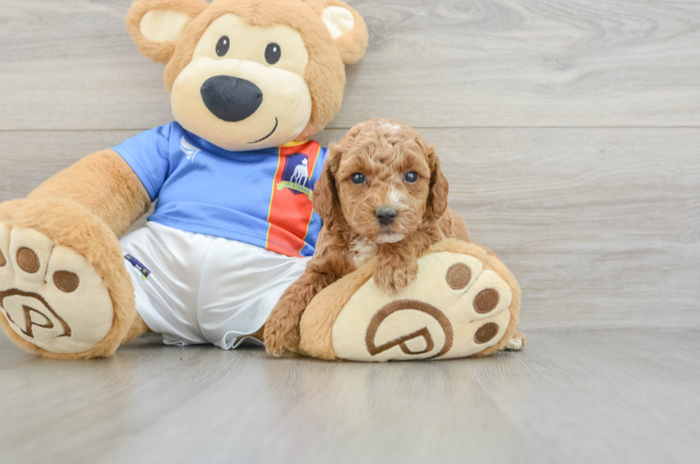 5 week old Poodle Puppy For Sale - Pilesgrove Pups