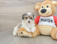7 week old Poodle Puppy For Sale - Pilesgrove Pups