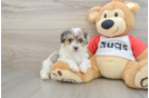 Energetic Caniche Purebred Puppy
