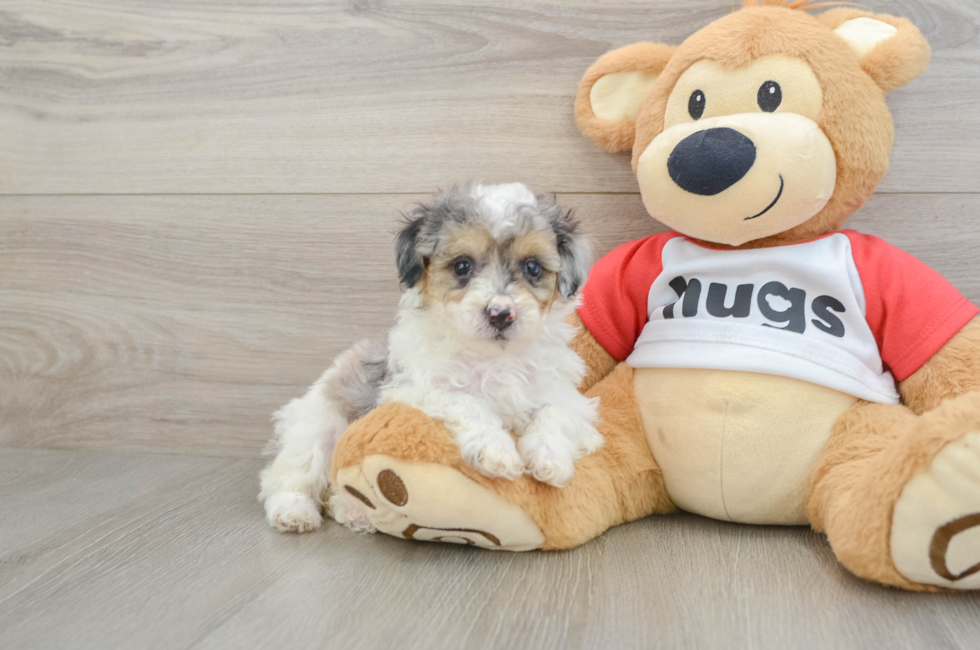 5 week old Poodle Puppy For Sale - Pilesgrove Pups