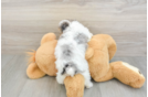 Best Poodle Baby