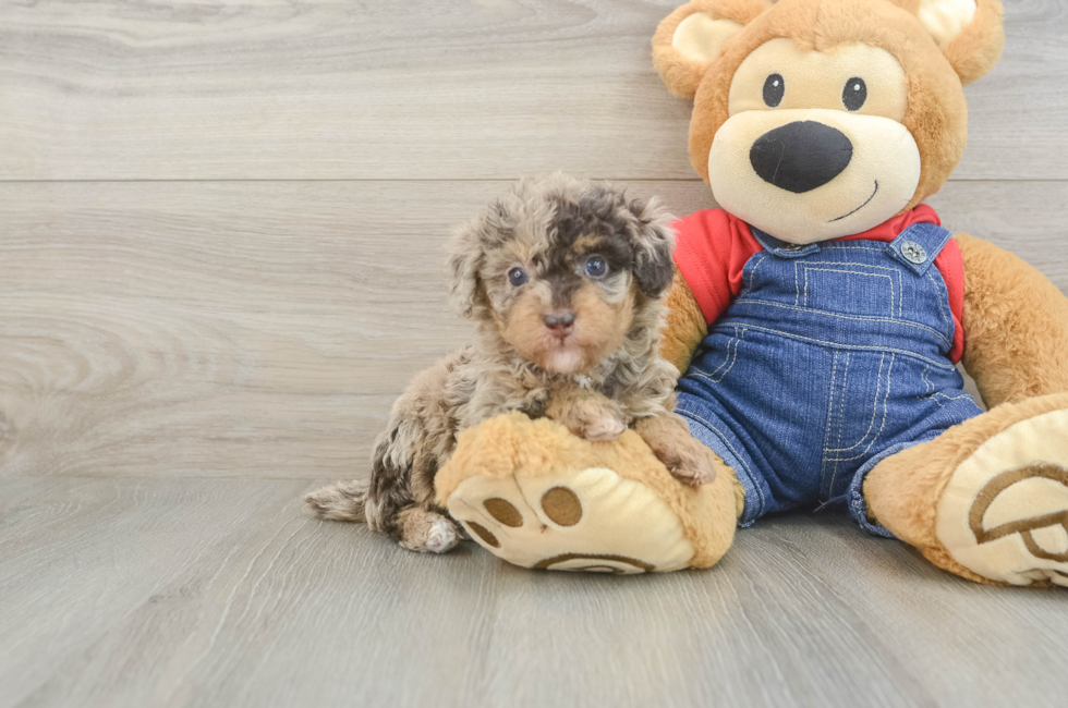 6 week old Poodle Puppy For Sale - Pilesgrove Pups