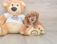 7 week old Poodle Puppy For Sale - Pilesgrove Pups