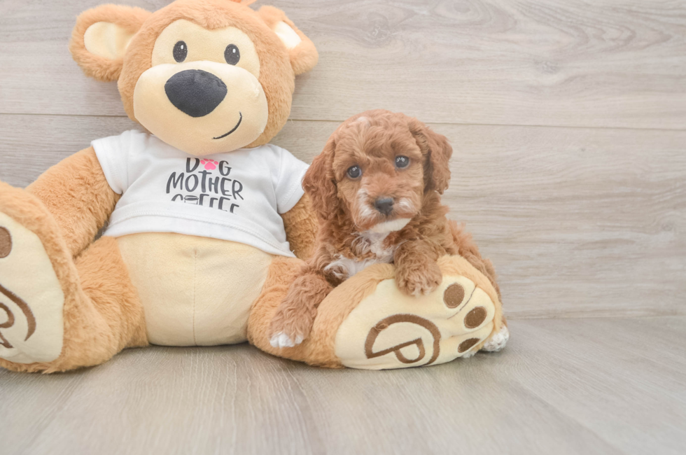 5 week old Poodle Puppy For Sale - Pilesgrove Pups