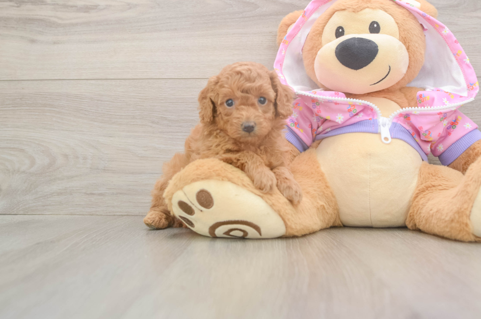 5 week old Poodle Puppy For Sale - Pilesgrove Pups