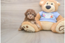 Friendly Poodle Purebred Pup