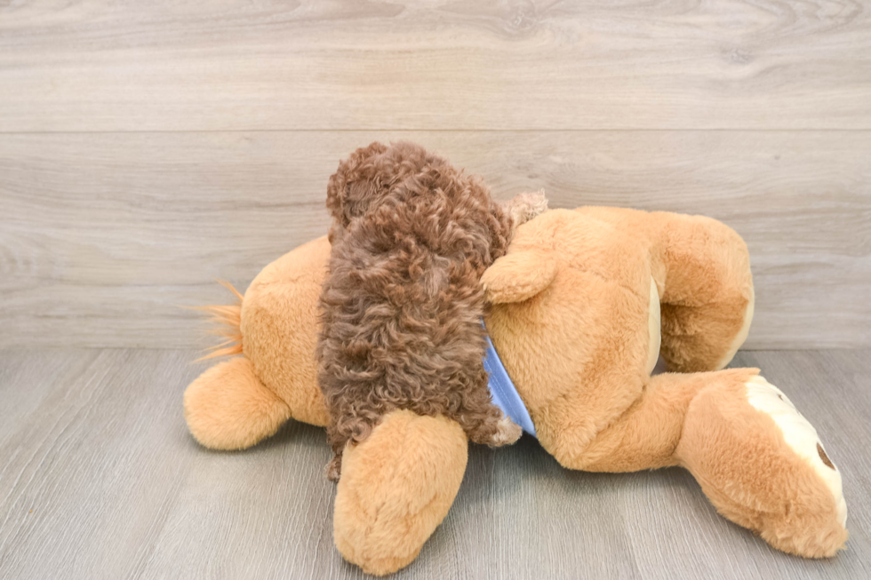 Poodle Puppy for Adoption