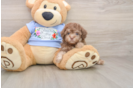 Poodle Puppy for Adoption