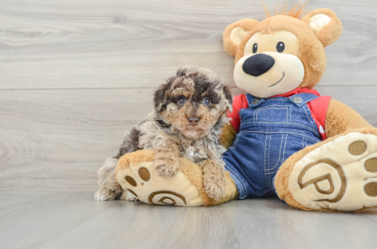 Poodle Puppy for Adoption