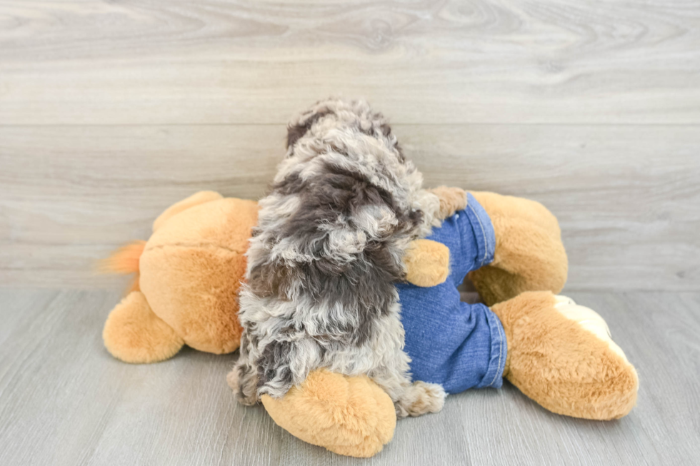 Best Poodle Baby