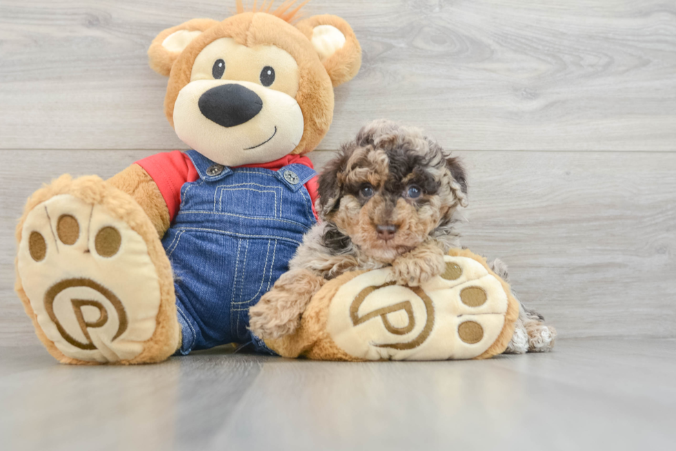 Hypoallergenic Poodle Purebred Pup
