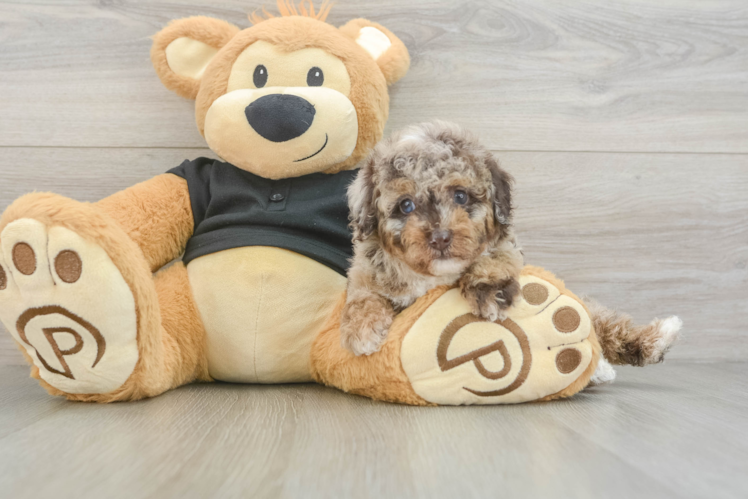 Poodle Pup Being Cute