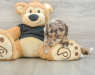7 week old Poodle Puppy For Sale - Pilesgrove Pups