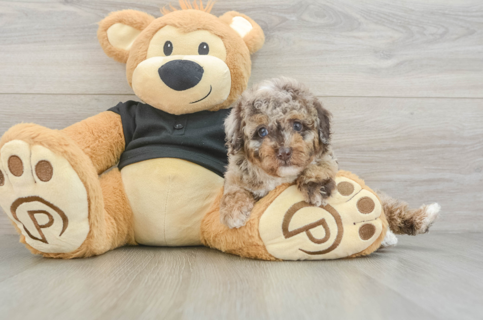 5 week old Poodle Puppy For Sale - Pilesgrove Pups
