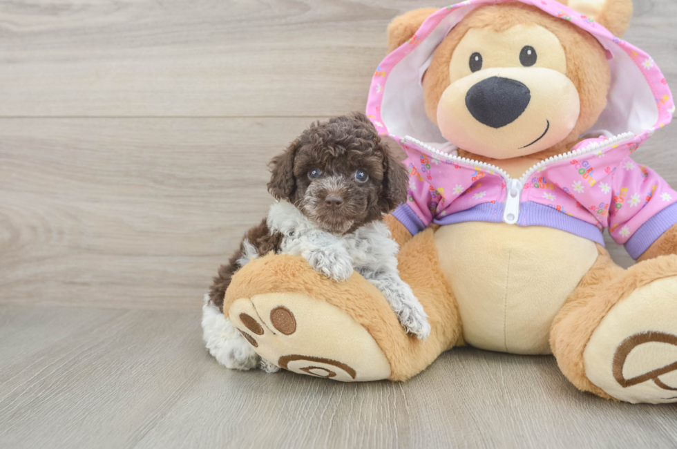 5 week old Poodle Puppy For Sale - Pilesgrove Pups