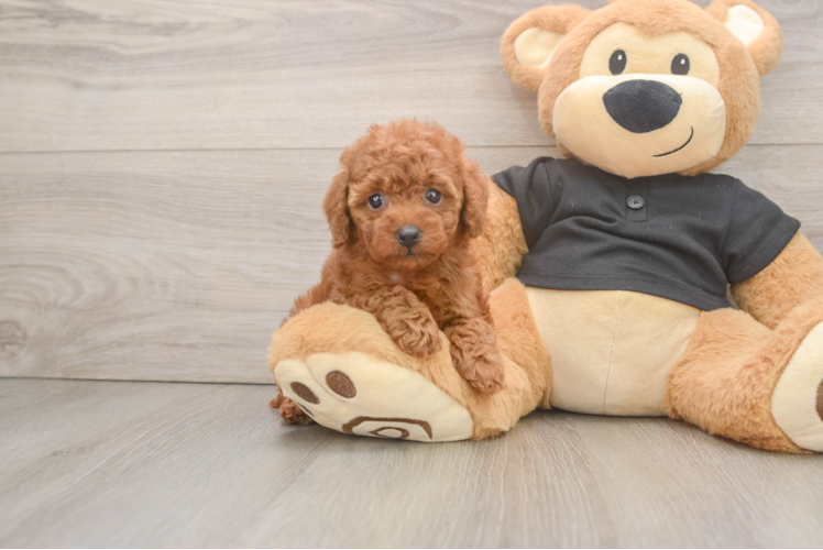 Hypoallergenic Poodle Baby