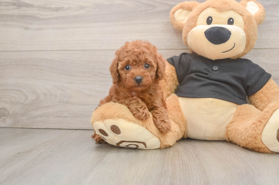 5 week old Poodle Puppy For Sale - Pilesgrove Pups