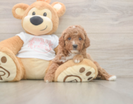 5 week old Poodle Puppy For Sale - Pilesgrove Pups