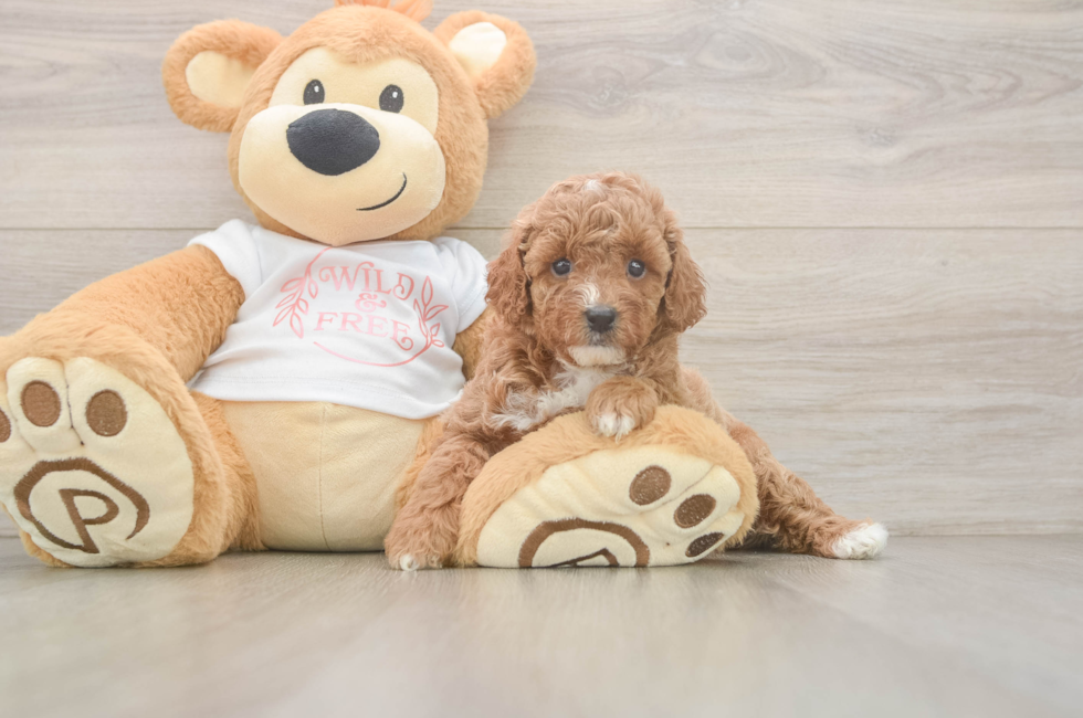 5 week old Poodle Puppy For Sale - Pilesgrove Pups