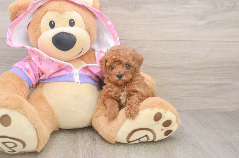 5 week old Poodle Puppy For Sale - Pilesgrove Pups