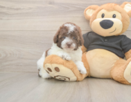 9 week old Poodle Puppy For Sale - Pilesgrove Pups