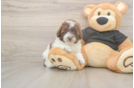 Little Poodle Purebred Pup