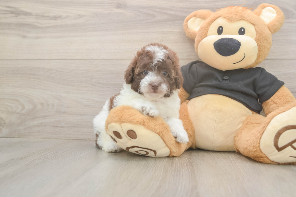 Little Poodle Purebred Pup
