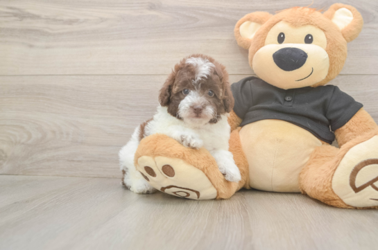Little Poodle Purebred Pup