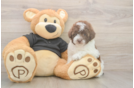 Poodle Puppy for Adoption