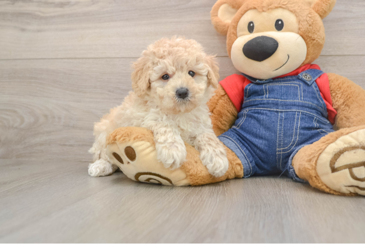 Energetic Caniche Purebred Puppy