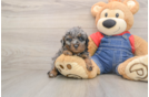 Poodle Pup Being Cute