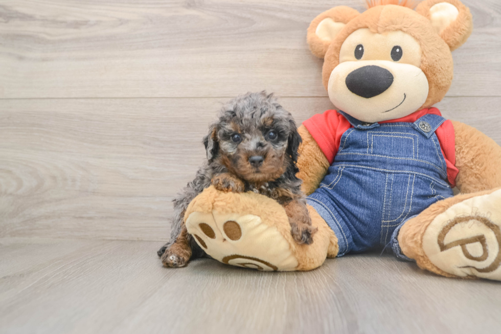 Poodle Pup Being Cute